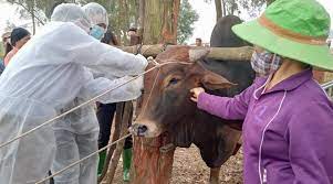 VIDEO: Tiêm vaccine - giải pháp hiệu quả phòng, chống viêm da nổi cục trên trâu bò